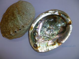 Abalone-Muschel 1A