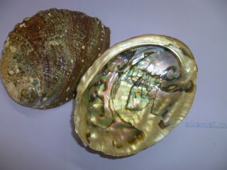 Abalone-Muschel 1A