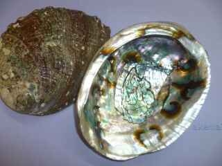 Abalone-Muschel 1A